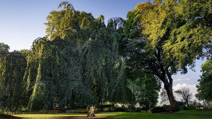 Le hêtre de Cassel, plus bel arbre de l'année 2022 !